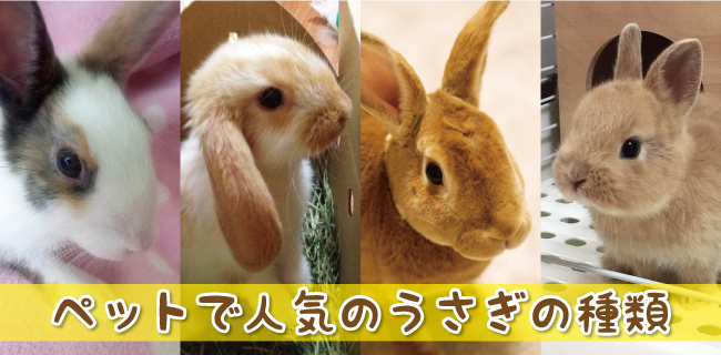 ペットとして人気のウサギの種類
